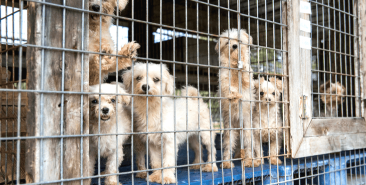 Putting More Bite In Fight To Ban Cruel Puppy Farms 