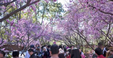 Cherry Blossom Festival Auburn